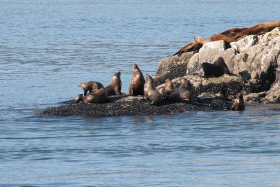 Steller's Sea Lion