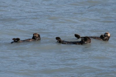 Sea Otter