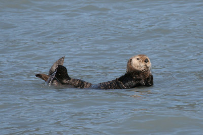 Sea Otter