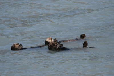 Sea Otter