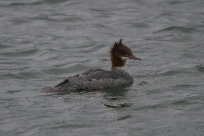 Red-breasted Merganser