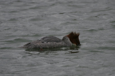 Red-breasted Merganser