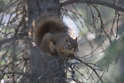 Red Squirrel