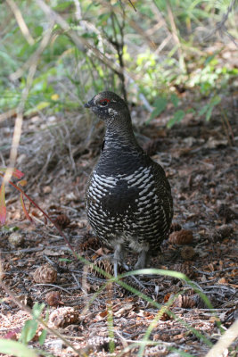 Spruce Grouse