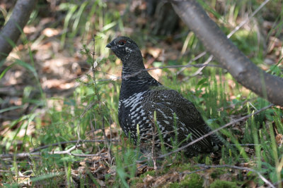 Spruce Grouse