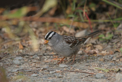 White-crowned sparrow