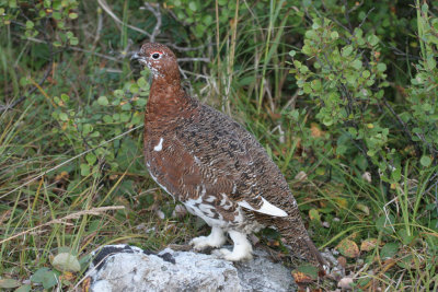 Willow Ptarmigan