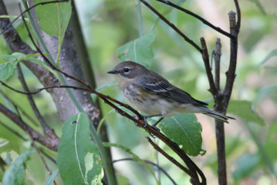 Yellow-rumped warbler