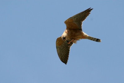 Red-footed Falcon