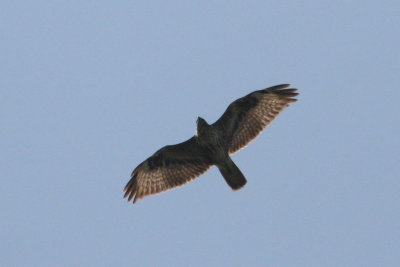 Buteo buteo sp.