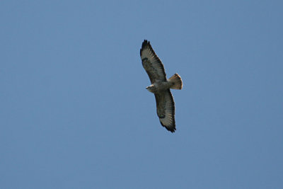 Steppe Buzzard