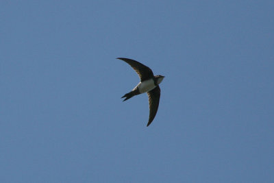 Alpine Swift