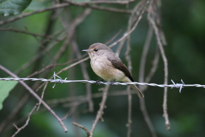 African Dusky Flycatcher