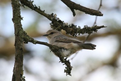 African Grey Flycatcher