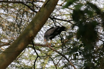 African Harrier-hawk