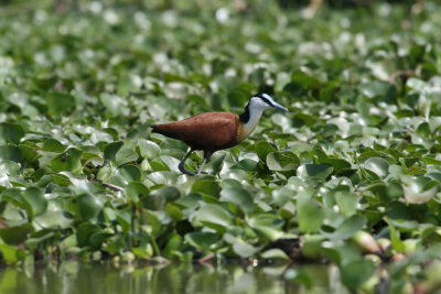 African Jacana