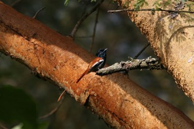 African Paradise-flycatcher