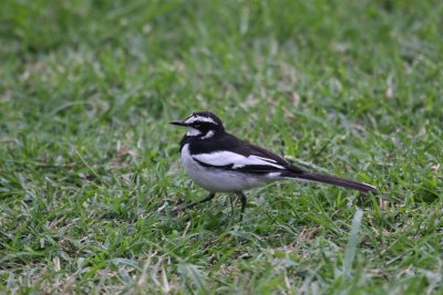 African Pied Wagtail