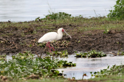 African Spoonbill