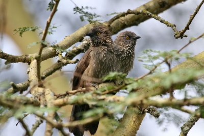 Arrow-marked Babbler