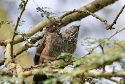 Arrow-marked Babbler