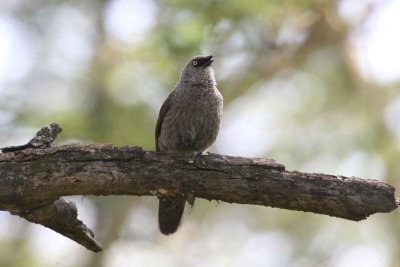 Black-lored Babbler