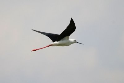 Black-winged Stilt