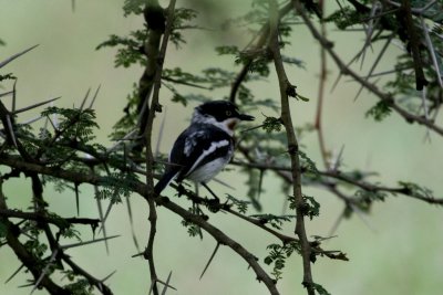 Chin-spot Batis