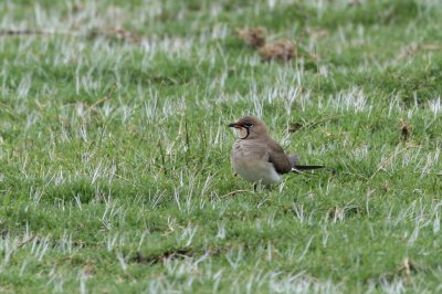 Collared Pratincole