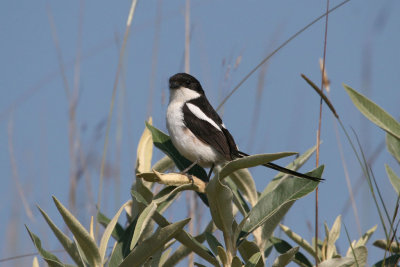 Common Fiscal