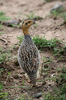 Coqui Francolin