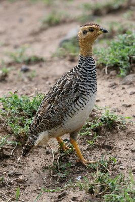 Coqui Francolin