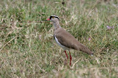 Crowned Lapwing