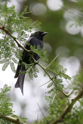 Drongo