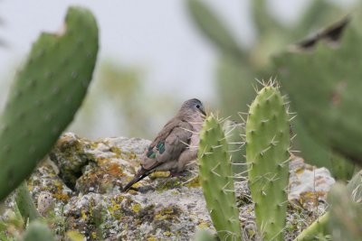 Emerald-spotted Wood-dove