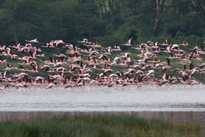 Flamingo