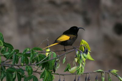 Golden-winged Sunbird