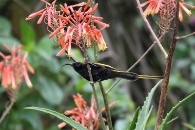 Golden-winged Sunbird