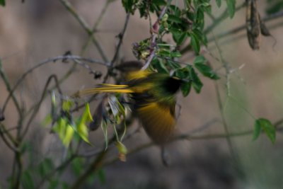 Golden-winged Sunbird