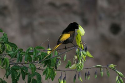 Golden-winged Sunbird