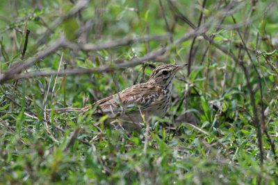 Grassland Pipit
