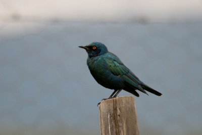 Greater Blue-eared Starling