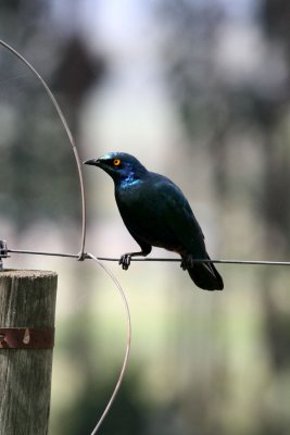 Greater Blue-eared Starling