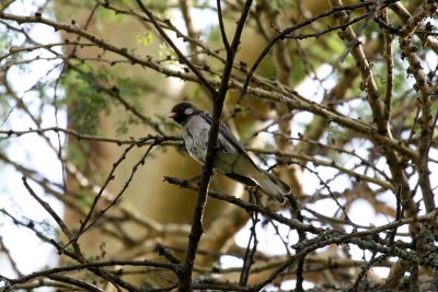 Greater Honeyguide