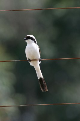 Grey-backed Fiscal