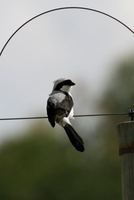 Grey-backed Fiscal