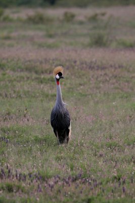 Grey-crowned Crane