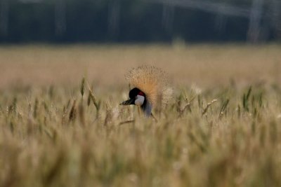 Grey-crowned Crane