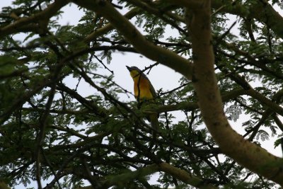 Grey-headed Bush-shrike