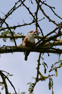 Grey-headed Kingfisher